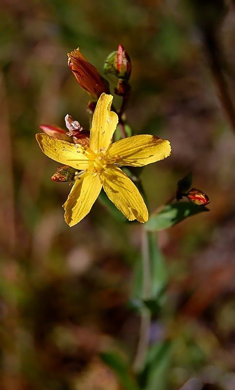 Hypericum australe / erba di S. Giovanni meridionale